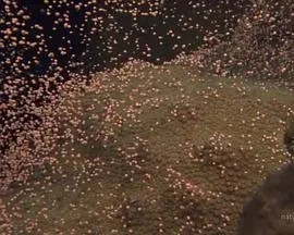 大白鲨的长途冒险：国家地理的海洋传奇之旅